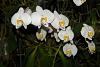 Phal. philippinense-phal-philippinense-2013-1-jpg