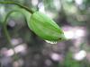 Ghost Orchid Advice PLEASE!!!! Anything helps .. (Dendrophylax Lindenii)-img_4663b-jpg