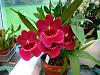 Miltoniopsis NOID in Bloom-miltoniopsis-unknown-1-jpg
