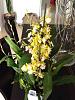 Oncidium (or Miltonidium) Pupukea 'Alba Cream'-imageuploadedbytapatalk1369163525-565507-jpg