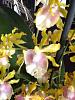 Oncidium (or Miltonidium) Pupukea 'Alba Cream'-imageuploadedbytapatalk1369163533-742551-jpg