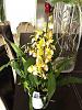 Oncidium (or Miltonidium) Pupukea 'Alba Cream'-imageuploadedbytapatalk1369163542-072980-jpg