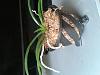 white mold on roots and moss of 2 mini Phalaenopsis and a Neofinetia-20130608_124546-1-jpg