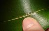 Novice phal owner - rotten leaf, and crack in another leaf-006-jpg