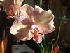 NOID Phal with Deformed Flower-imageuploadedbytapatalk1373249147-387710-jpg