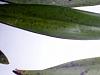 Spreading black spots oncidium leaves-dscn3489-jpg