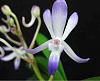Three Vanda (Neofinetia) Falcata Orchid Hybrids-imageuploadedbytapatalk1374197548-076781-jpg