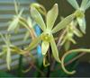 Three Vanda (Neofinetia) Falcata Orchid Hybrids-imageuploadedbytapatalk1374198799-750375-jpg