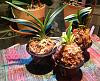Three Vanda (Neofinetia) Falcata Orchid Hybrids-imageuploadedbytapatalk1374198933-515068-jpg