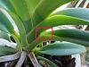 Three Vanda (Neofinetia) Falcata Orchid Hybrids-imageuploadedbytapatalk1374224740-042609-jpg