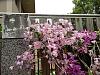 Dendrobium of my garden from Taiwan-neo_img_dsc07152-jpg