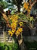 Dendrobium of my garden from Taiwan-neo_img_dsc07177-jpg
