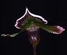 newest acquisition Paphiopedilum  (Emerald XSuperbiens)-image-jpg