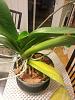 HELP! I saved plants at a garage sale!-20130925011236417-jpg