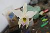 Laelia anceps Semi alba from the wild.-img_1756-jpg
