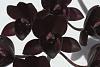 2014 Orchid Board Calendar Contest-fredclarkeara-dark-svo-black-pearl-fccaos-jpg