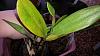 Epidendrum Stanforme. leaves becoming yellow.-20131026_121725-jpg