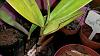 Epidendrum Stanforme. leaves becoming yellow.-20131026_121811-jpg