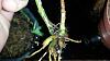 Epidendrum Stanforme. leaves becoming yellow.-1382809188660-jpg