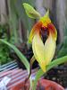 New World Bulbophyllums?-img_0775-jpg