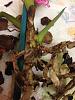 Help with Cattleya Seedling-photo-1-jpg