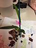 Help with Cattleya Seedling-photo-3-jpg