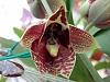 a few catasetum in bloom this month-clspepnspl-jpg