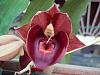 a few catasetum in bloom this month-rbbclsp-jpg