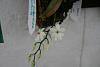 aerangis luteo alba-img_1845-jpg