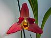 Lycaste Geyser Gold-orchids-001-jpg