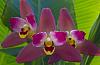 Lycaste Geyser Gold-orchids-018a-jpg