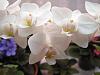 Phal Timothy Christopher-timothy-christopher-dec-2013-jpg