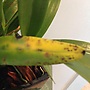 Cattleytonia Spots, Old Leaf Yellowing, When to Repot-image-jpg