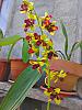 dendrobium collections so far..-2013-12-18_13-42-23_hdr-jpg