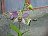 dendrobium collections so far..-2014-01-10_10-40-27_hdr-jpg