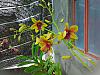 dendrobium collections so far..-2014-01-10_10-39-24_hdr-jpg