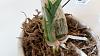 is my catasetum growing normally?-20140220_141825-jpg