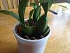 I rescued a new orchid today. Need ID ideas.-orchid-jpg