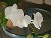White Dendrobium Phalaenopsis and a NOID Cat-p1010520-jpg