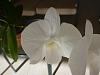 White Dendrobium Phalaenopsis and a NOID Cat-p1010525-jpg