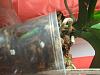 I HAVE GROWTH!!!-4_7roots-jpg