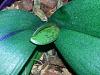 New Phal leaf has strange mottling - Virus?-pink-pirate-leaf-jpg