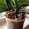 Two Phalaenopsis planted in one pot-photo-13-jpg