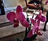 Two Phalaenopsis planted in one pot-photo-16-jpg