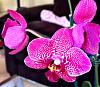 Two Phalaenopsis planted in one pot-photo-17-jpg