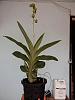 Catasetum planiceps-planiceps-plant-jpg