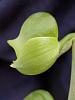 Catasetum planiceps-planicpes-lateral-jpg