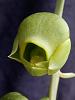 Catasetum planiceps-planiceps-flower-jpg