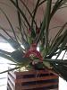 Maxillaria tenuifolia in spike-imageuploadedbytapatalk1398631051-285624-jpg