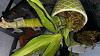 what is wrong w my catasetum?-20140503_190734-jpg